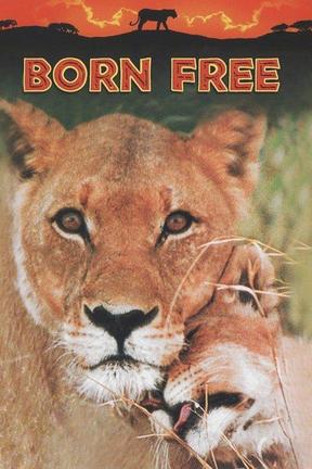 poster for Born Free
