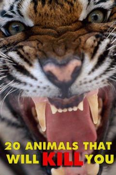 poster for 20 Animals That Will Kill You