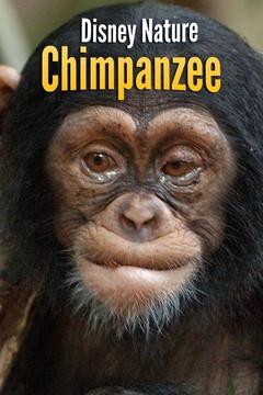 poster for Disney Nature: Chimpanzee