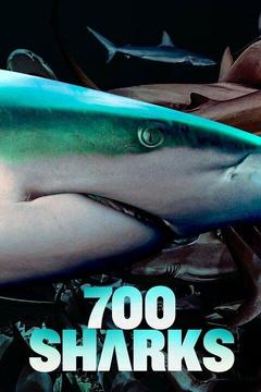 poster for 700 Sharks