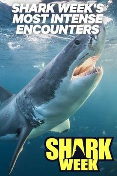 Shark Week's Most Intense Encounters TV Series: Watch Full Episodes ...