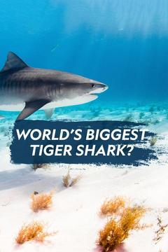 poster for World's Biggest Tiger Shark