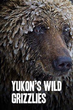 poster for Yukon's Wild Grizzlies