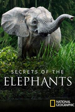 Watch Secrets of the Elephants Full Movie Online | DIRECTV