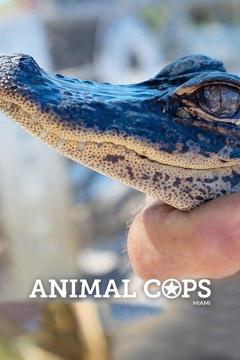 Animal Cops Detroit S1 E13 Fowl Play: Watch Full Episode Online | DIRECTV